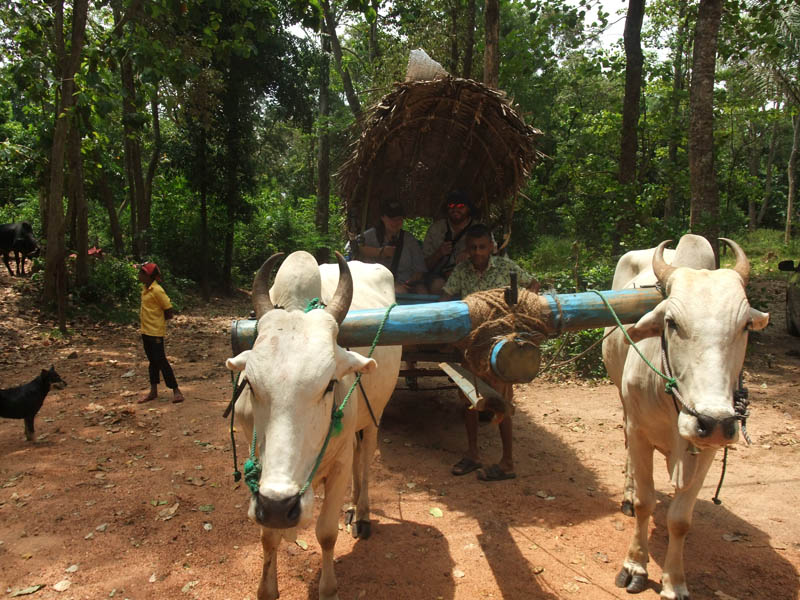 cart drawn by two bullocks