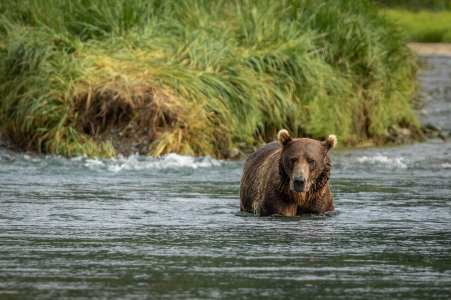 Brown bear at Katmai National Park (photo credit: Oscar Farerra)