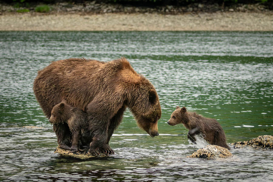 Brown bear at Katmai National Park (photo credit: Oscar Farerra)