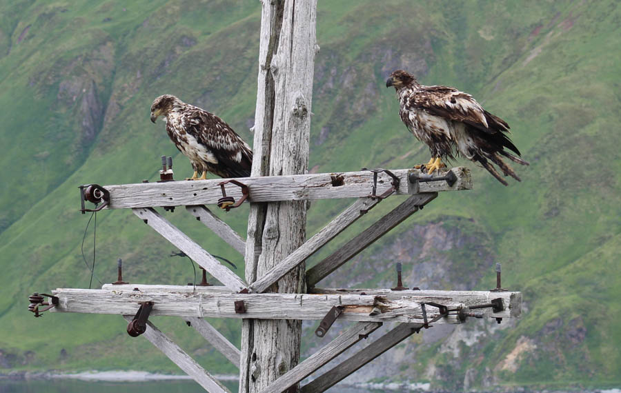 Immature Bald Eagles - Dutch Harbour