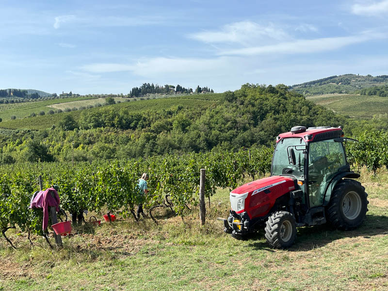 Chianti harvest at Greve
