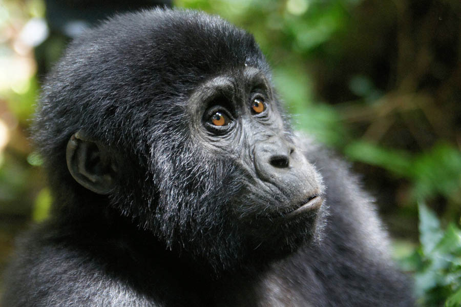 Baby gorilla in Bwindi
