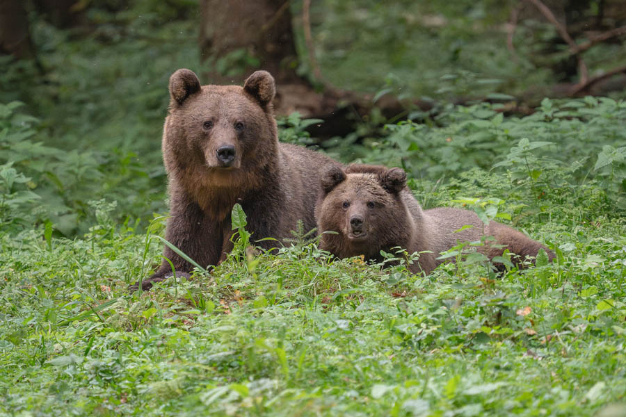 Brown Bears credit  Marko Poolamets   Capture-Estonia Nature & Photography Tours 
