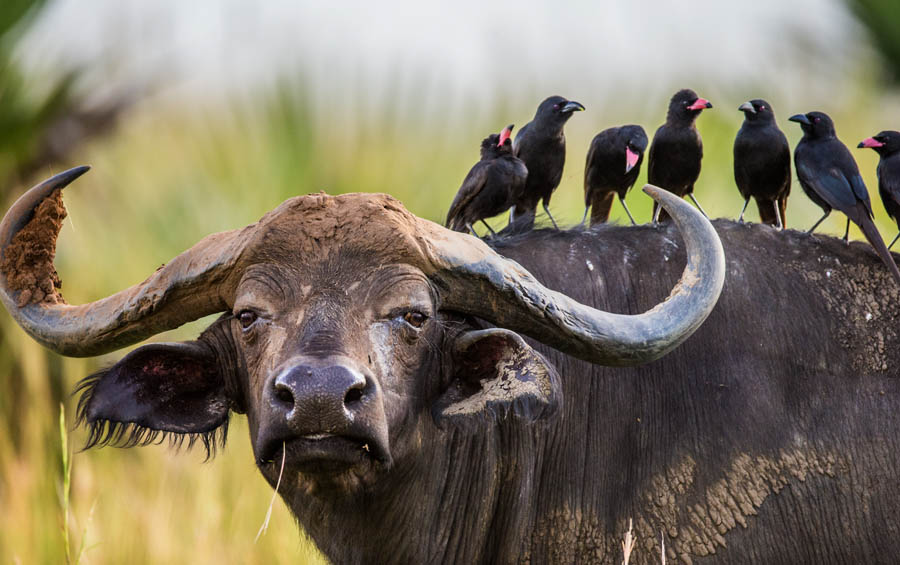 Buffalo in the savannah with birds on its back. Africa, Uganda