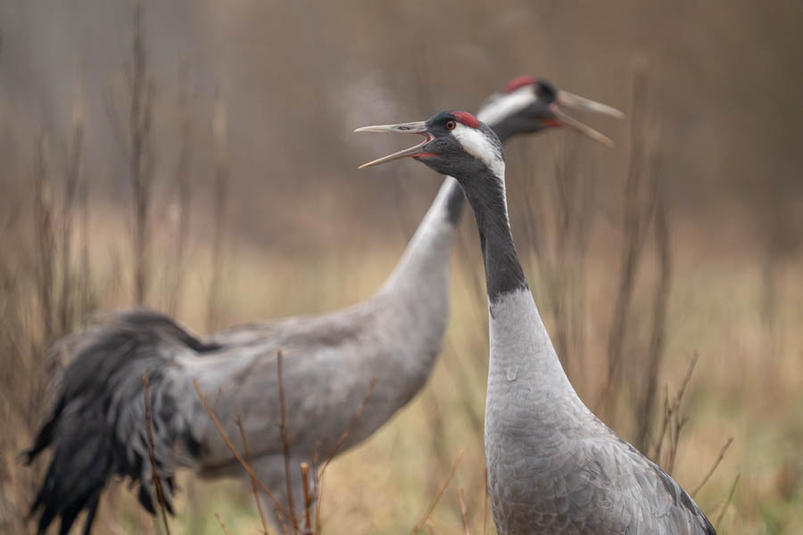 Common Cranes credit Marko Poolamets  Capture Estonia Nature & Photography Tours 