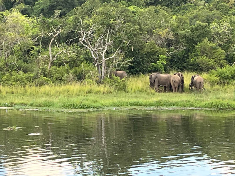 Elephants on the banks of the Nile