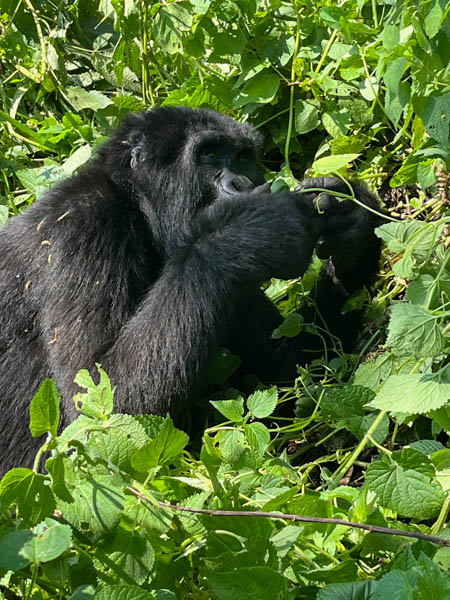 Gorilla in Bwindi Impenetrable Forest