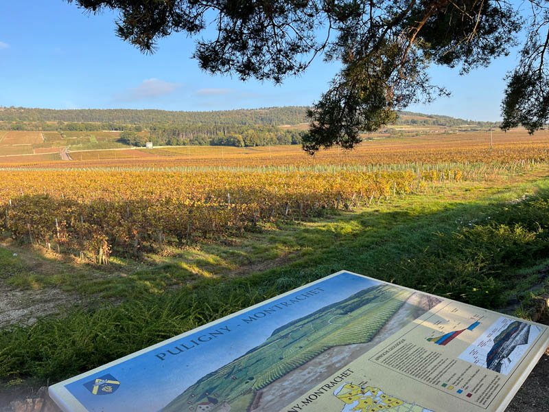 Burgundy vineyards