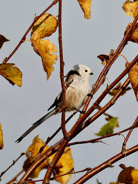 White Heaed Long Tailed Tit - Photo Tom Cadwallader