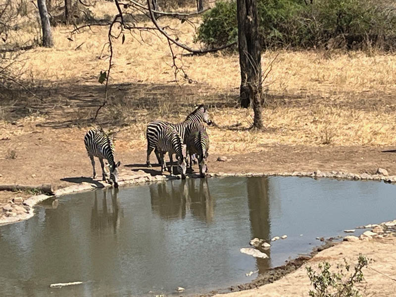 Zebras at the waterhole