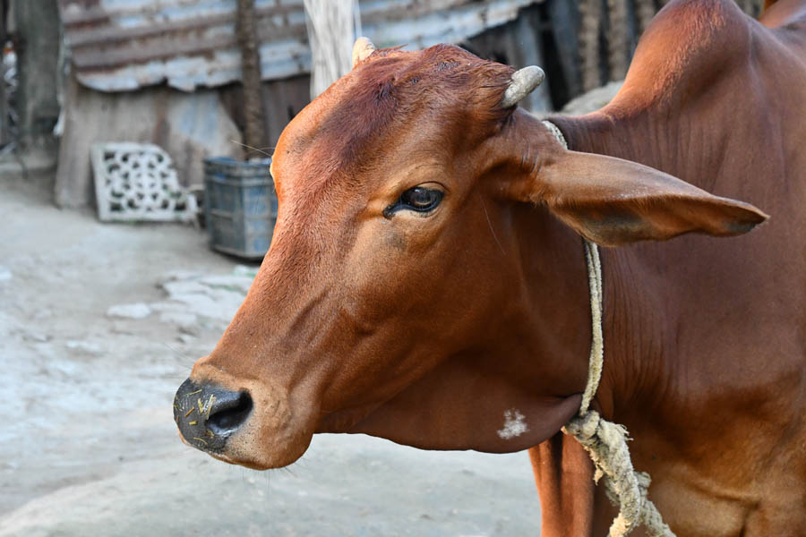 Cows are a common sight in towns and villages