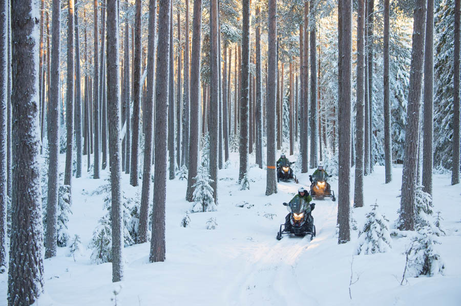 Granö Beckasin (credit: Patrick Trägårdh)