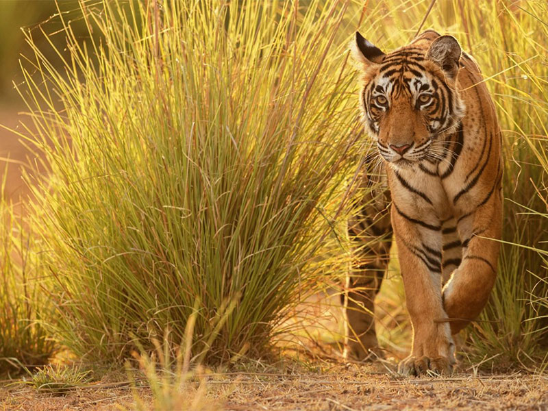 Tiger on safari