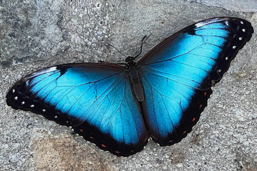 Blue morpho butterfly