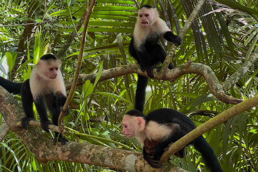 Capuchin monkeys