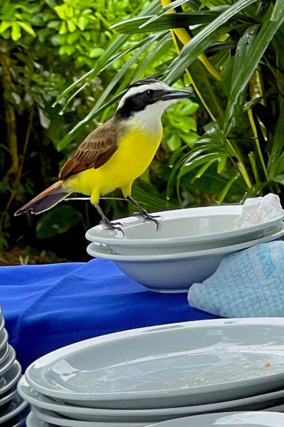 Great Kiskadee at breakfast