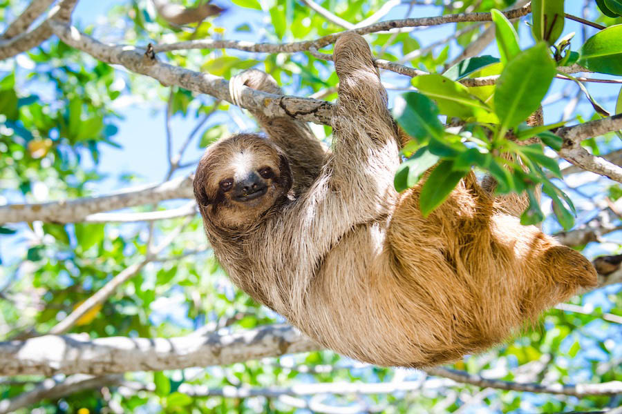 Sloth (credit: Just You)