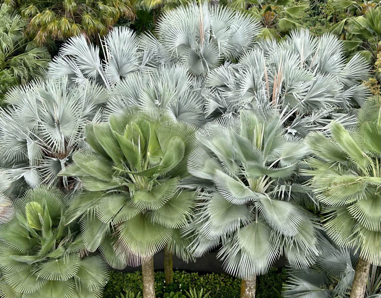 Marina Bay gardens palms