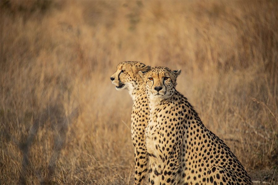 Kruger National Park, South Africa