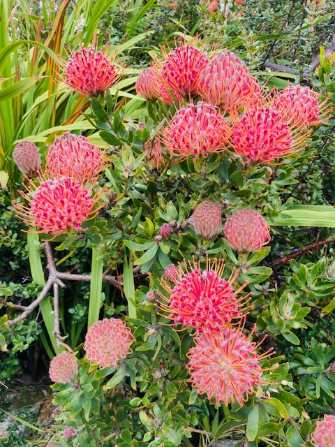 Tresco Abbey Gardens in the Isles of Scilly