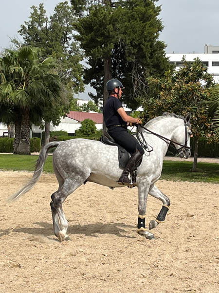 Andalusian horse in training, Jerez
