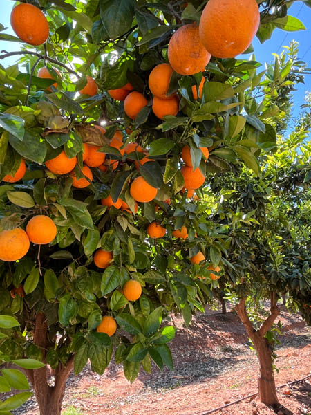 Orange orchards near Valencia