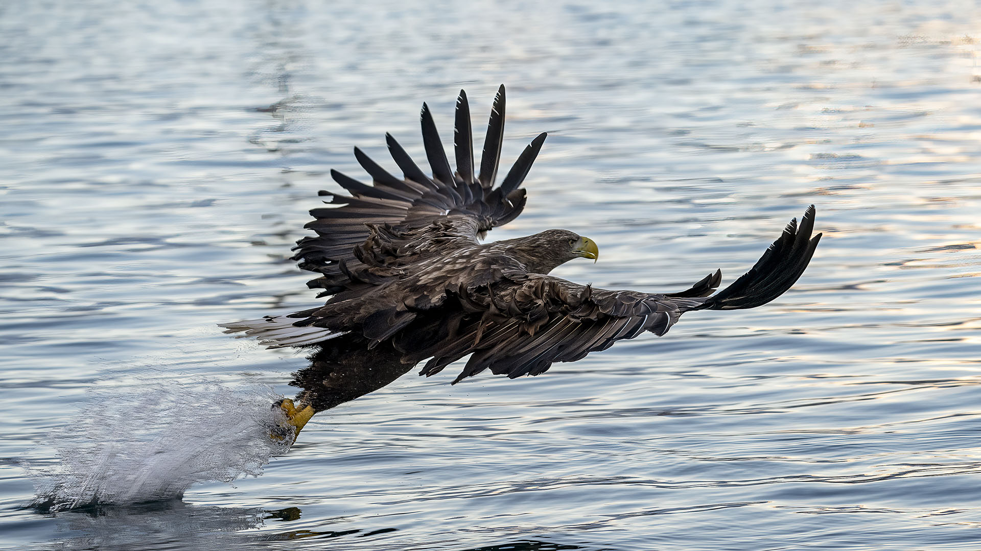 Sea eagle safari (credit Geraldine Prince)