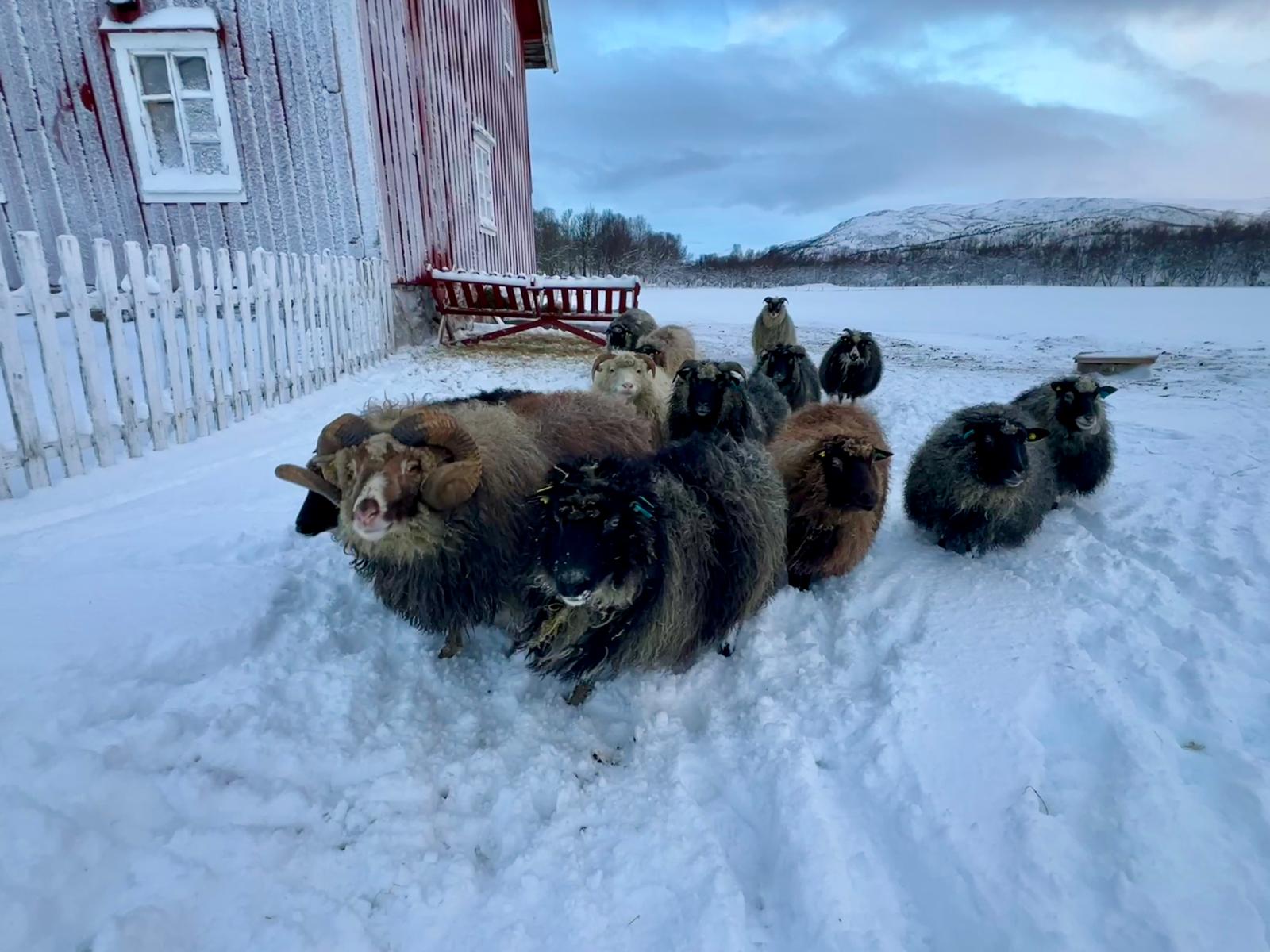 Woolly welcome on Tranøya