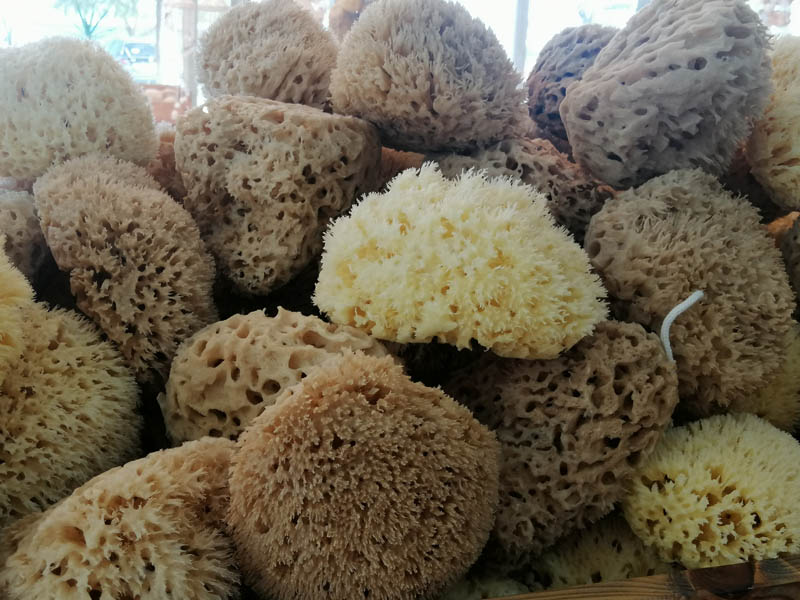Sea sponges