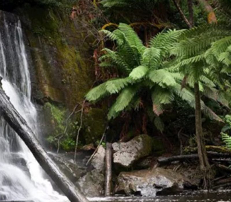25-7-offers-tasmania 25-7-offers-tasmania