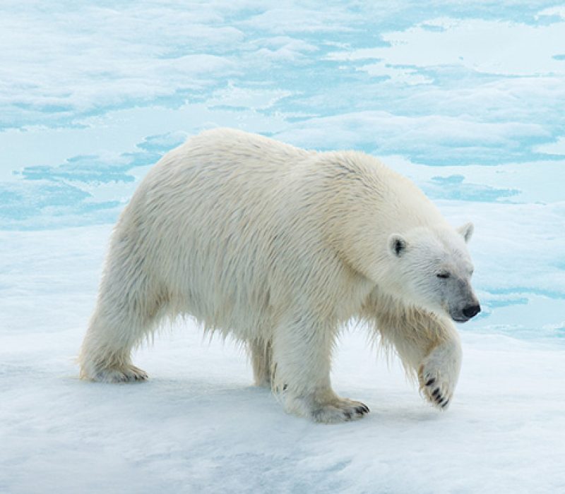 26-06-offers-polarbearspitsbergen