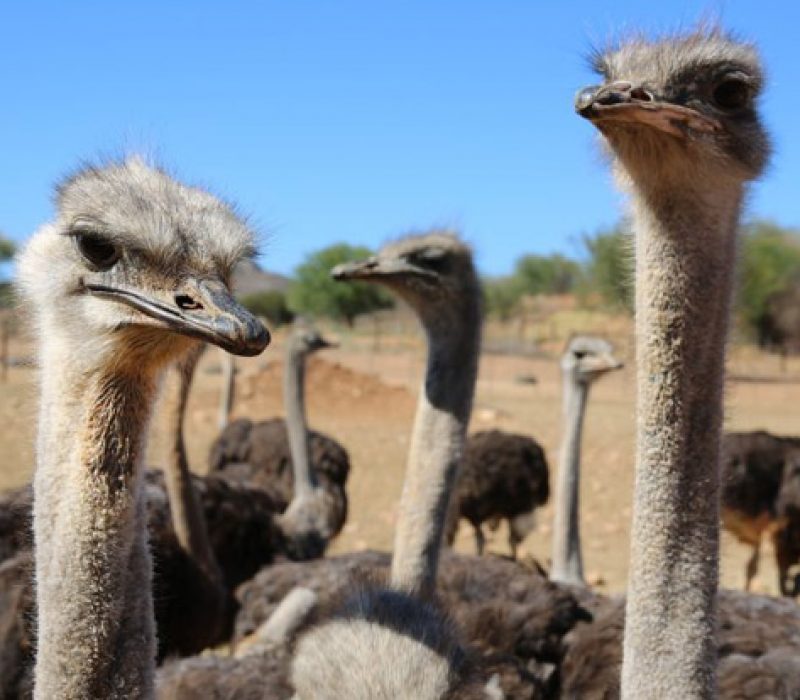 26-07-offer-Ostriches in Oudtshoorn - South Africa_AdobeStock_97014547