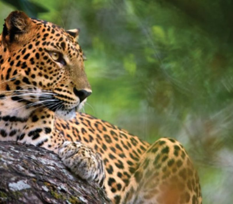 26-09-offers-wildsrilanka