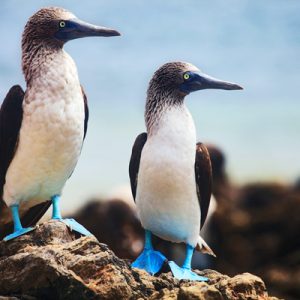 JWilliamson-Galapagos-Blue-footed-boobies