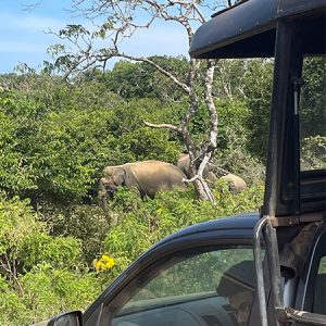 KerryGallagher-SriLankasafari-Elephant-2