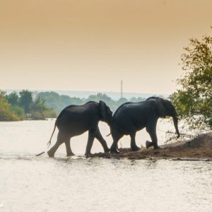 RA-Zambia-10.-The-elephants-crossing-the-Zambezi-River