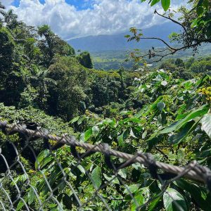View from Mistico Arenal Hanging Bridge (c) B.Watts