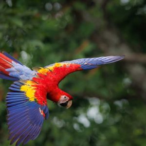 A Scarlet Macaw in Costa Rica