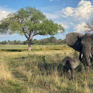 article-GHaynes-Botswana-Plucky-young-elephant-and-its-mother