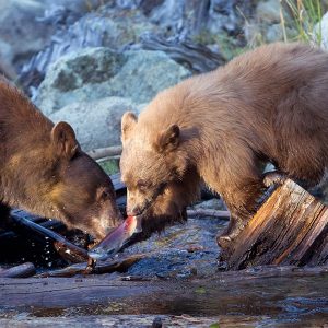 article-JW-Tahoe-Bears-feeding-on-Kokanee-Salmon