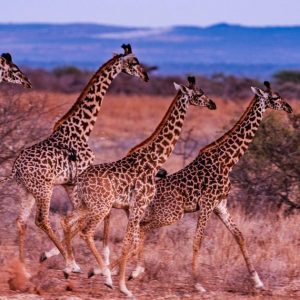 Giraffe Wild Wildlife Animals Hoofed Mammal Tallest Terrestrial Ruminant In Kenya | South Africa