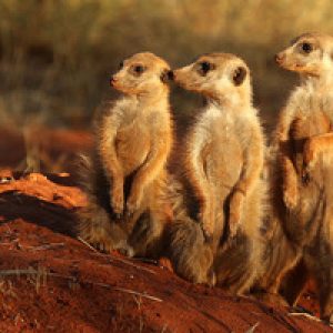 meerkats-wikipedia