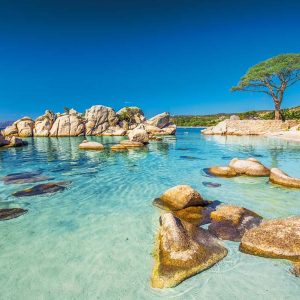 Famous pine tree on Palombaggia beach with azure clear water and sandy beach on the south part of Corsica, France