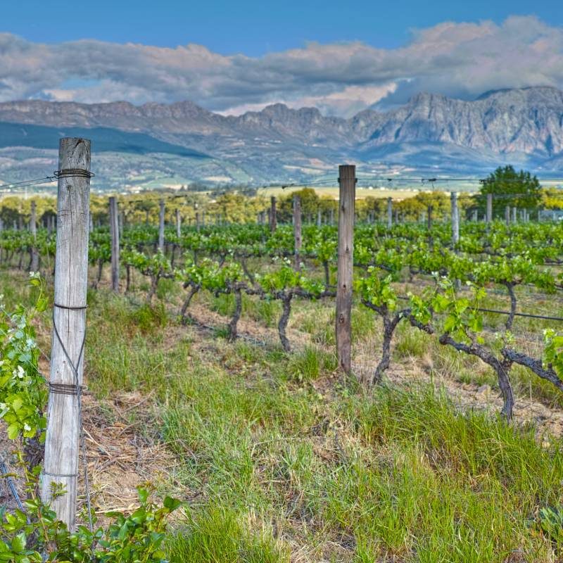 Photo from wineyards of the Stellenbosch district , Western Cape Province, South Africa